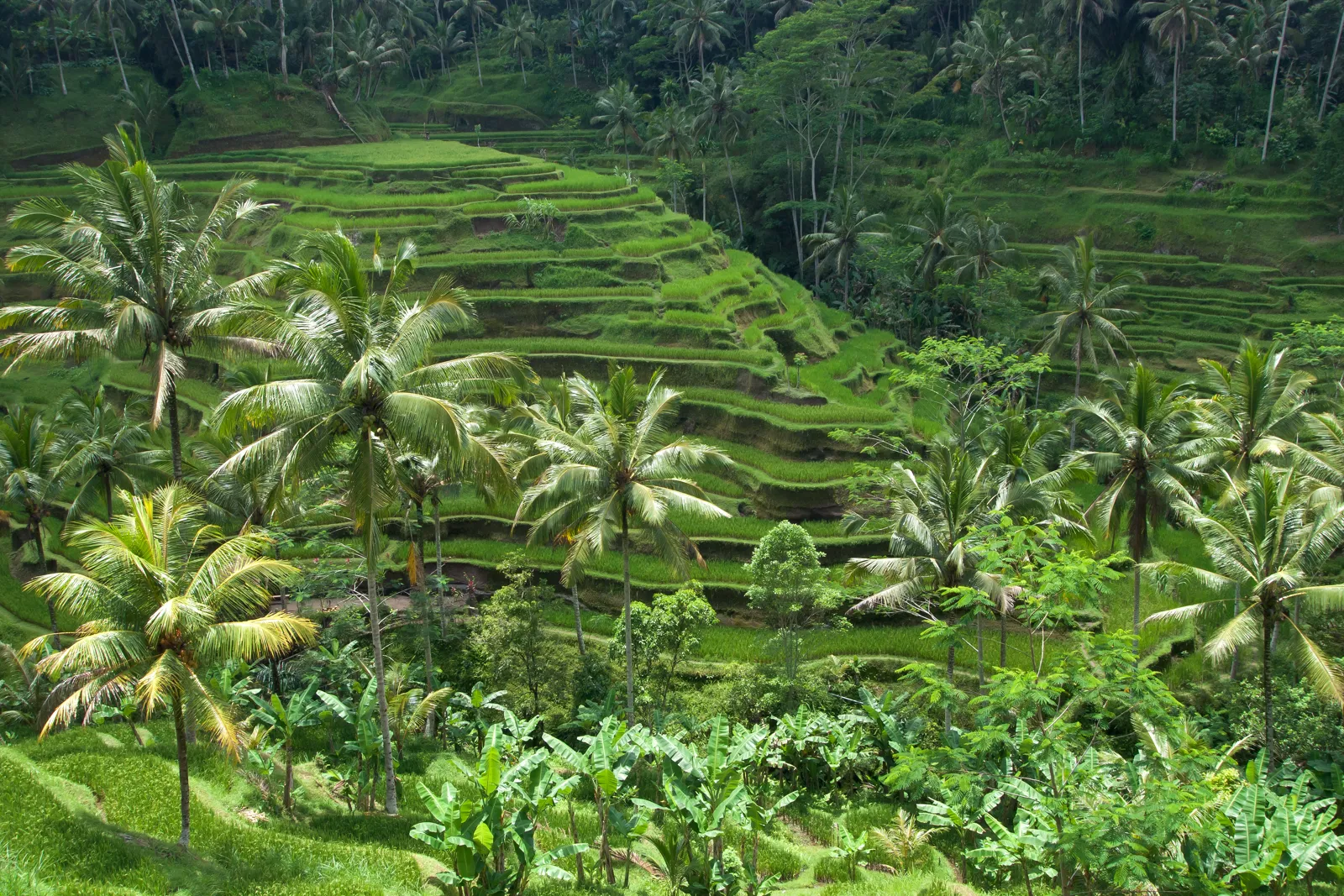 Terasering sawah hijau dengan pohon kelapa di Bali